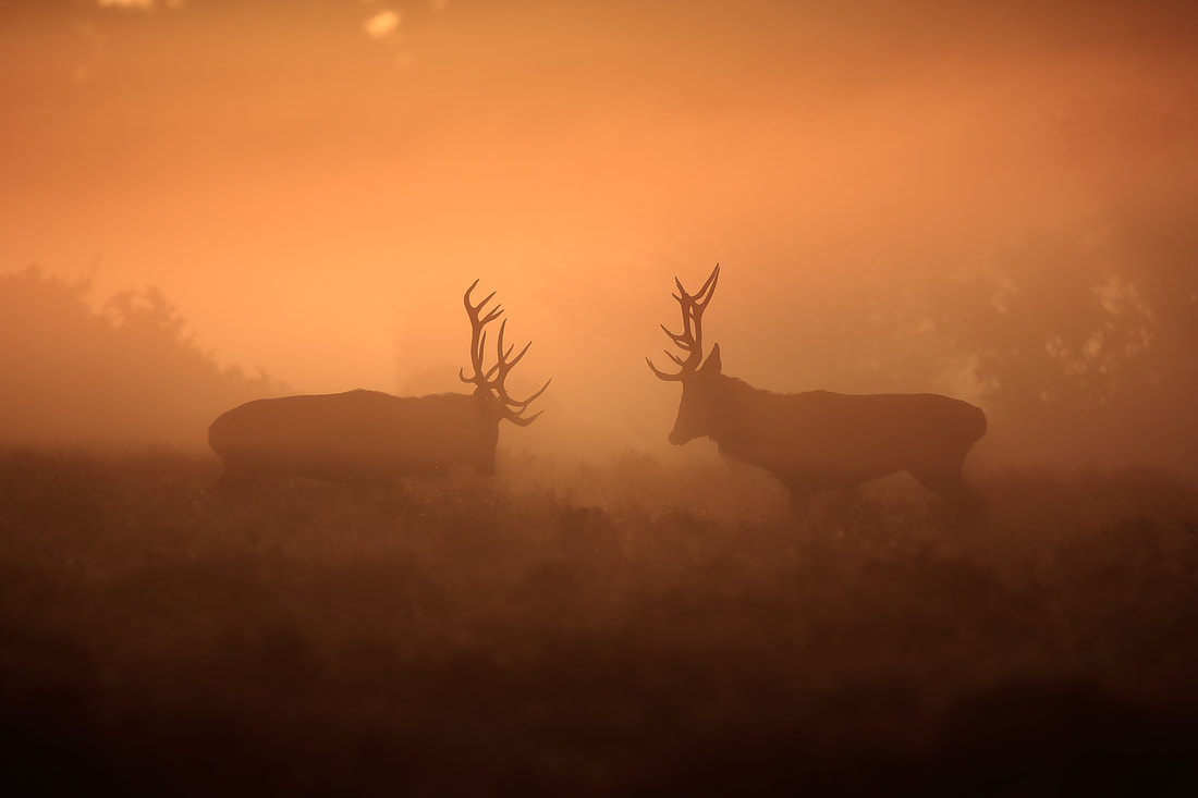 Red deer stags stare at one another in the mist, New Forest by Bret Charman