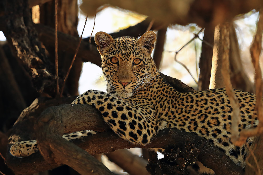 Young African leopard in South Luangwa National Park (Bret Charman)