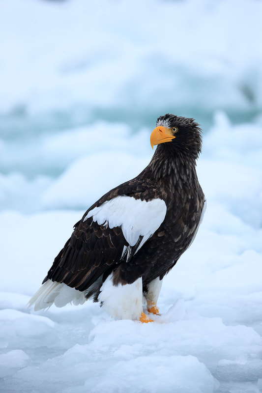 Steller's sea eagle portrait on ice, Hokkaido, Japan by Bret Charman