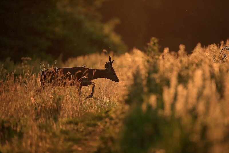 Roe deer backlit at sunset, South Downs National Park by Bret Charman