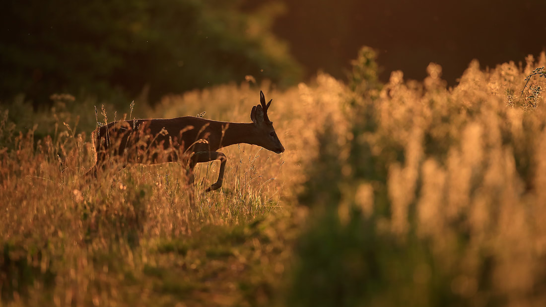 Roe deer buck backlit at sunset, Hampshire, South Downs National Park (Bret Charman)