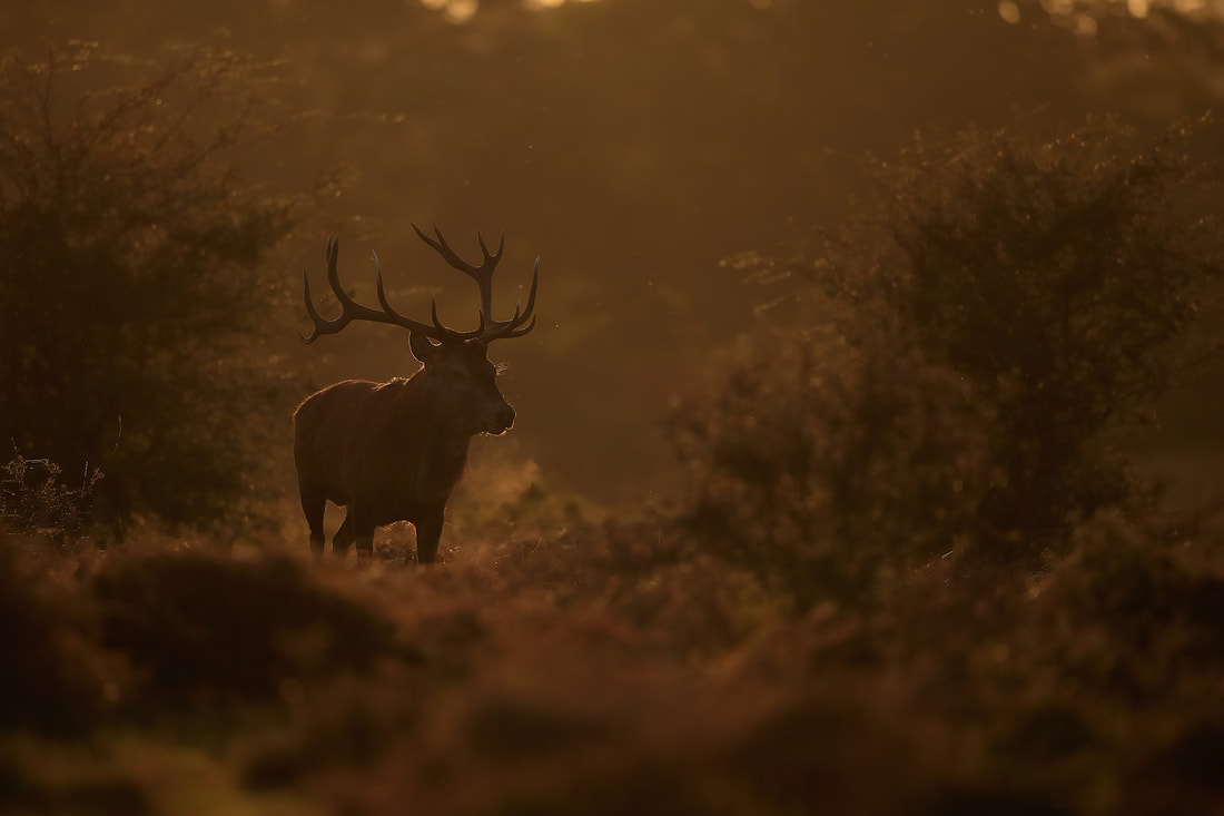Red deer stag breathing hard, New Forest by Bret Charman