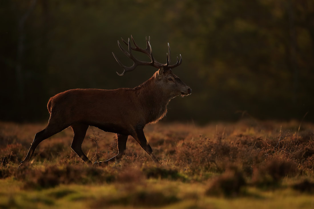 Red deer trotting through the heather, New Forest by Bret Charman