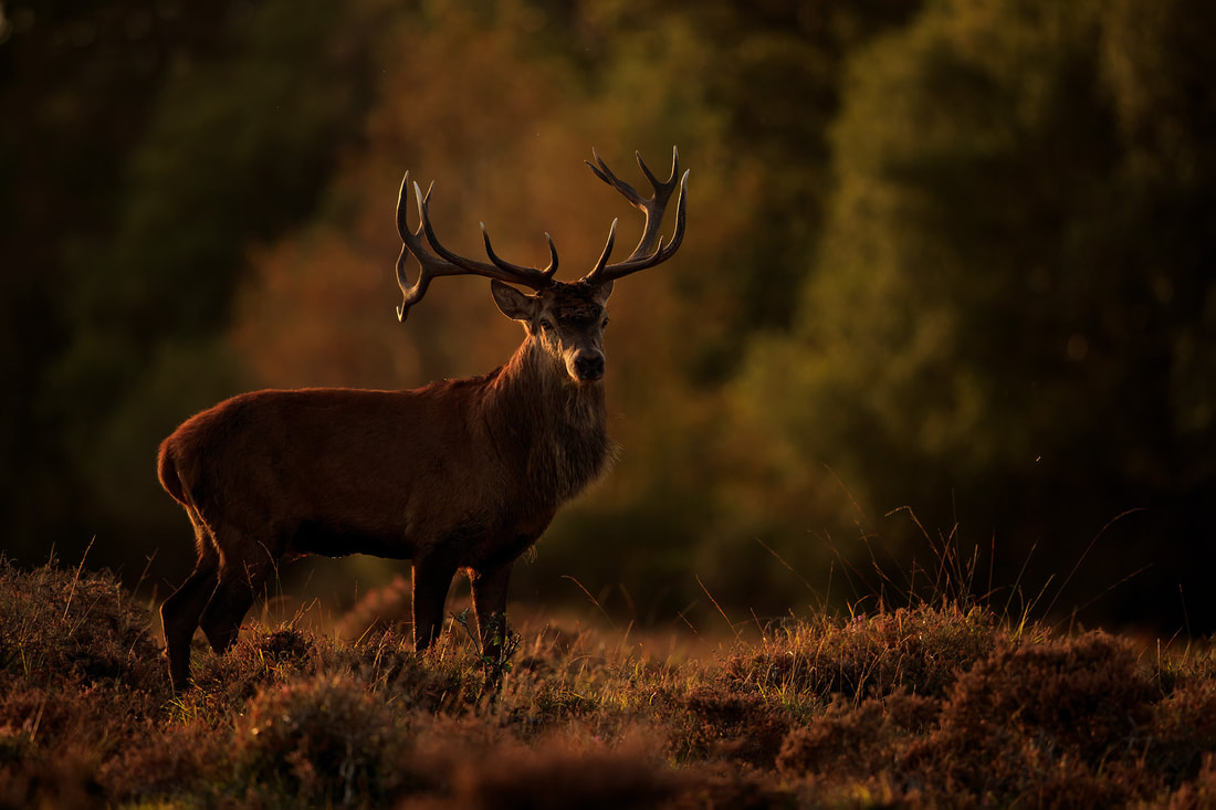 Red deer stag portrait, New Forest by Bret Charman