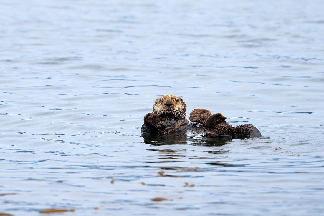 Sea otter, Sitka, Alaska by Bret Charman