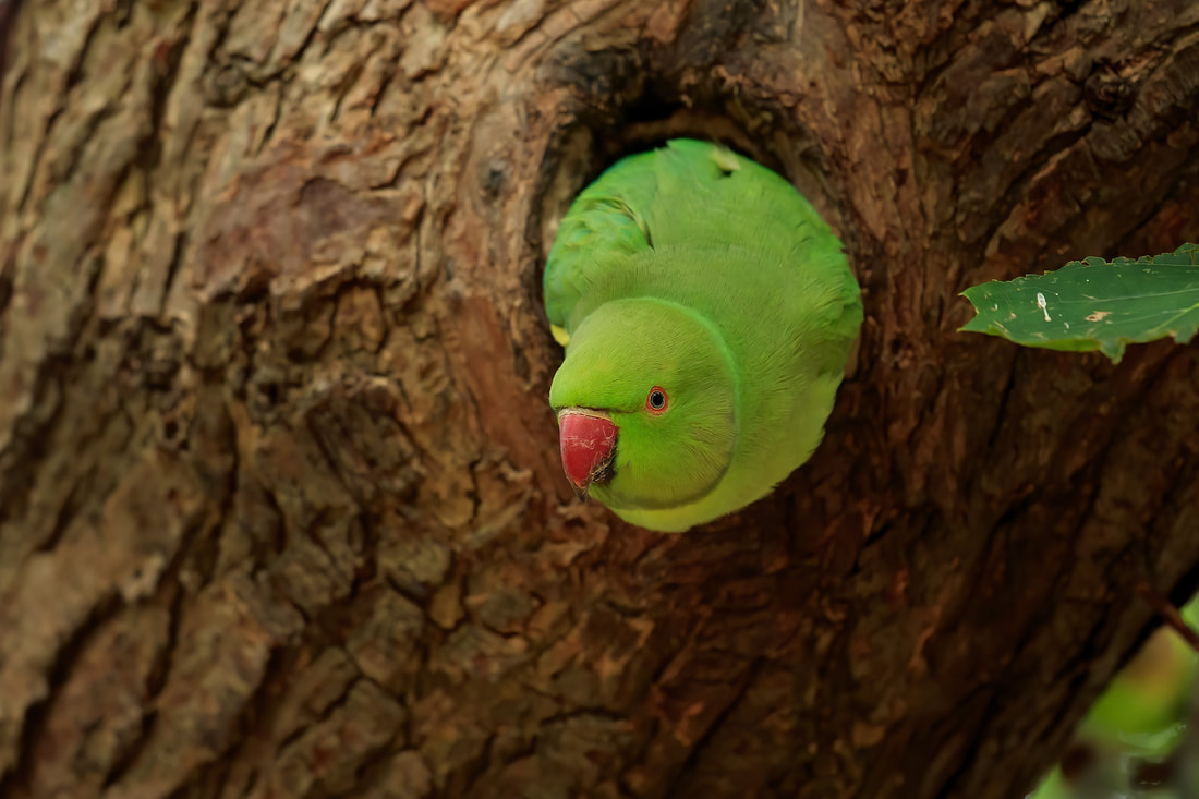 Ring-necked parakeet hanging out of tree hollow, Richmond Park (Bret Charman)