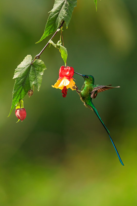 Long-tailed sylph feeding from flower in Colombia by Bret Charman