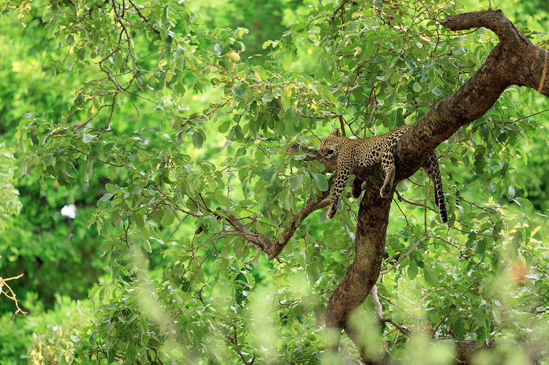 African leopard sleeping high in a tree, South Luangwa National Park, Zambia by Bret Charman