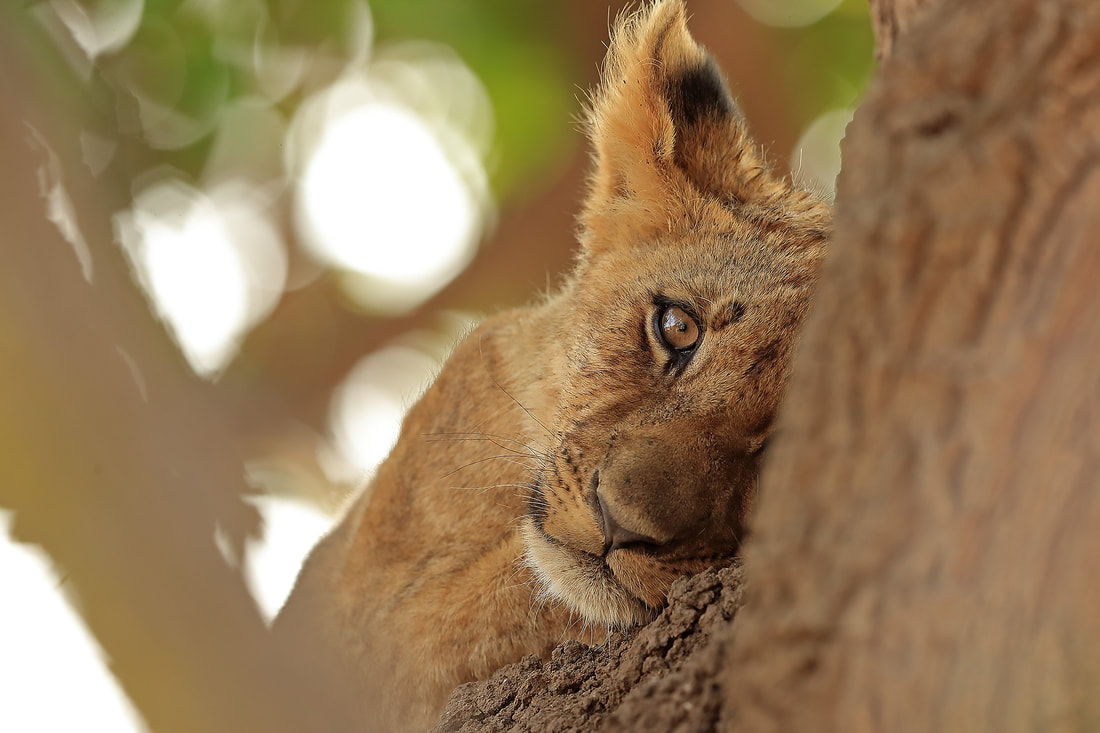 Lion cub resting on a termite mound, South Luangwa National Park, Zambia (Bret Charman)