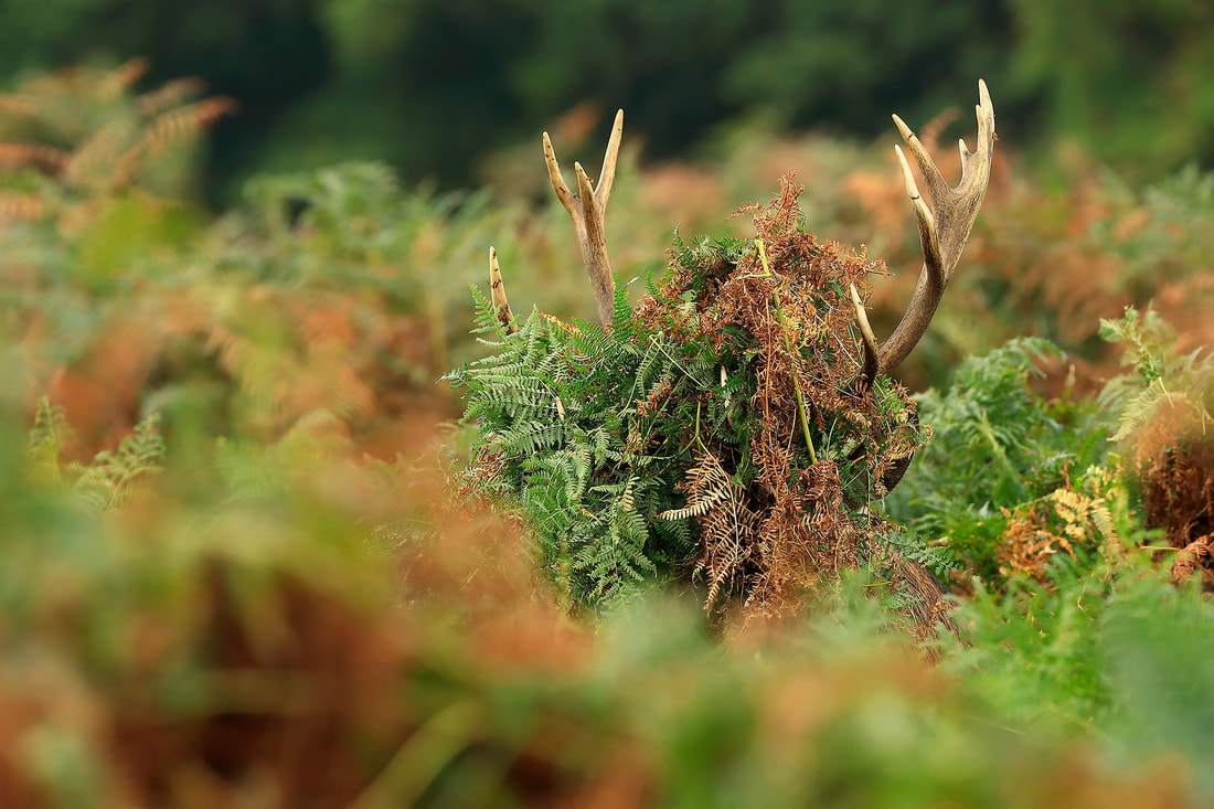 A red deer picks up a little too much bracken with its antlers, Richmond Park (Bret Charman)