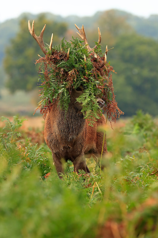 Red deer stag with bracken head-dress, Richmond Park, London by Bret Charman