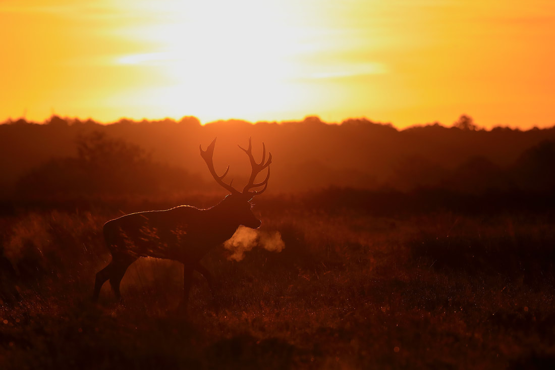 Red deer stag at sunrise, Richmond Park (Bret Charman)