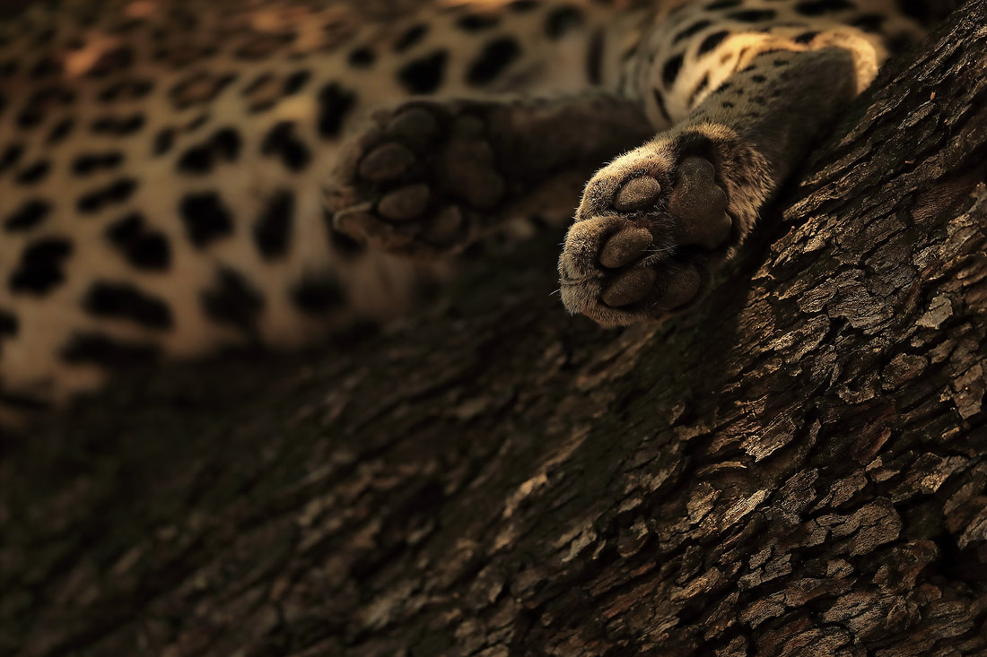 African leopard asleep on a tree, South Luangwa National Park, Zambia (Bret Charman)