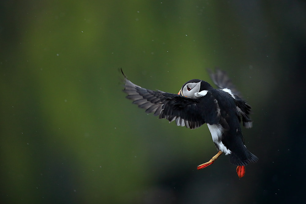 Puffin flying in the rain, Skomer Island, Wales (Bret Charman)