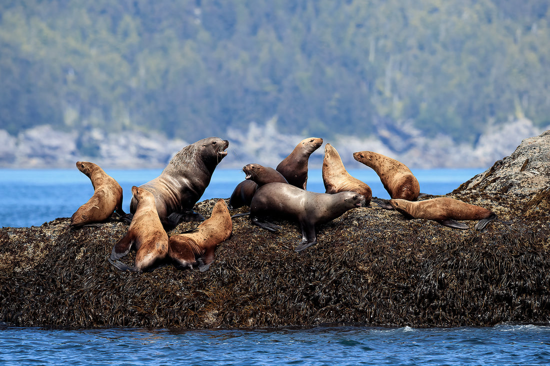 Steller's sea lions, Alaska by Bret Charman