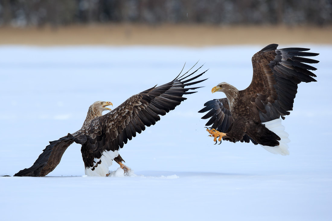 White-tailed eagles squabbling, Hokkaido, Japan by Bret Charman