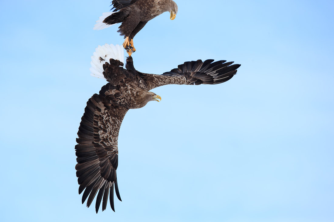 Mid-aire duel between white-tailed eagles, Hokkaido, Japan by Bret Charman