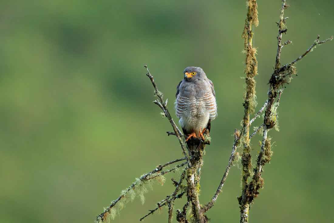 Roadside hawk in tree above Manizales taken in Colombia by Bret Charman