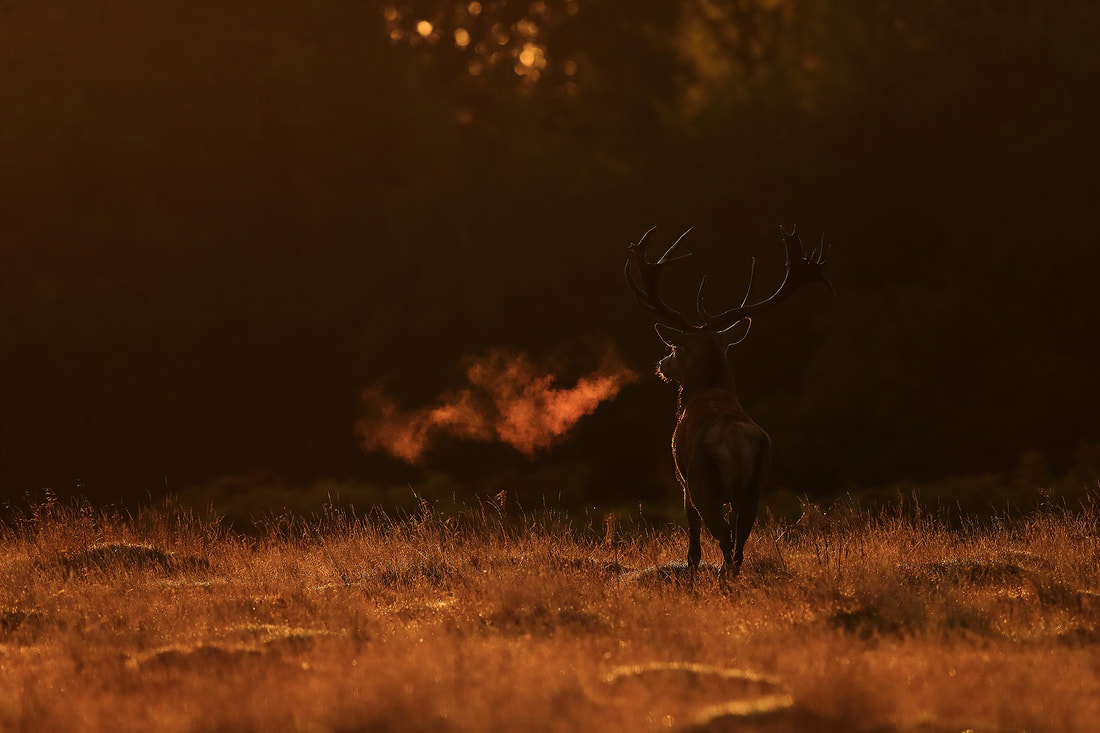 A red deer stag breathes out in the cool morning air at sunrise, Richmond Park (Bret Charman)