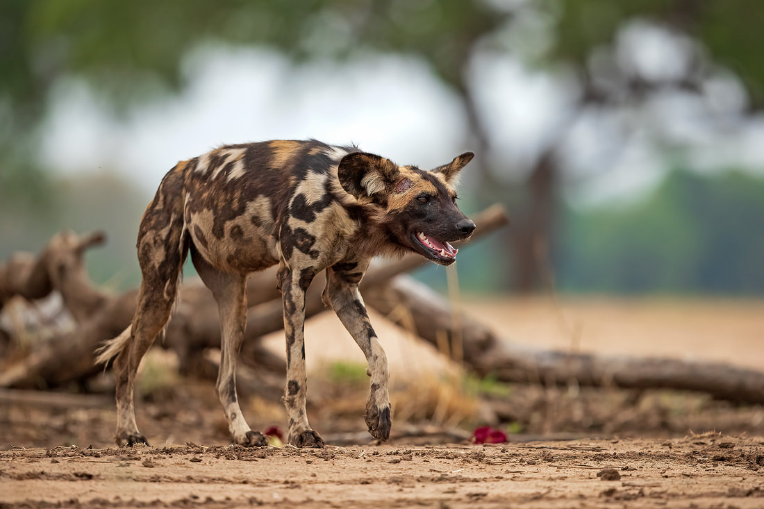 African wild dog walking under sausage tree, South Luangwa National Park by Bret Charman