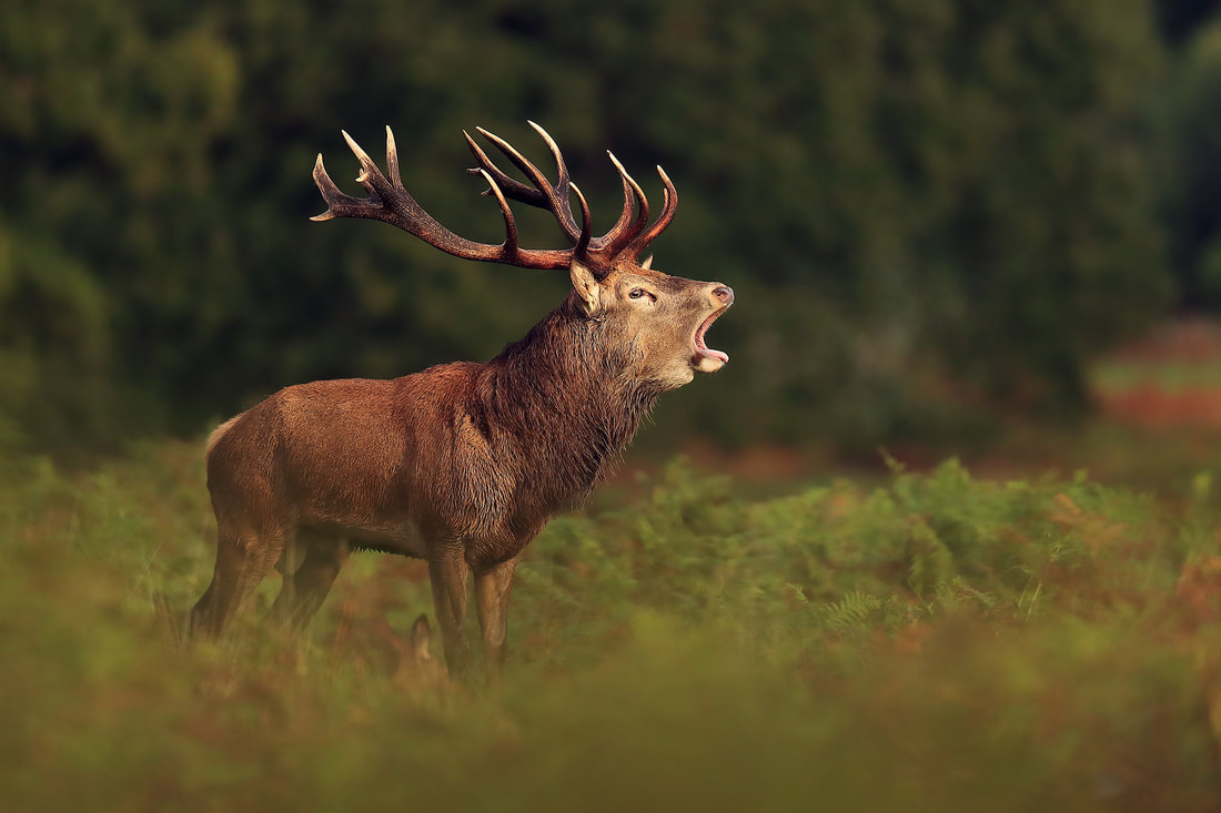 Dominant red deer stag calling to assert dominance, Richmond Park (Bret Charman)