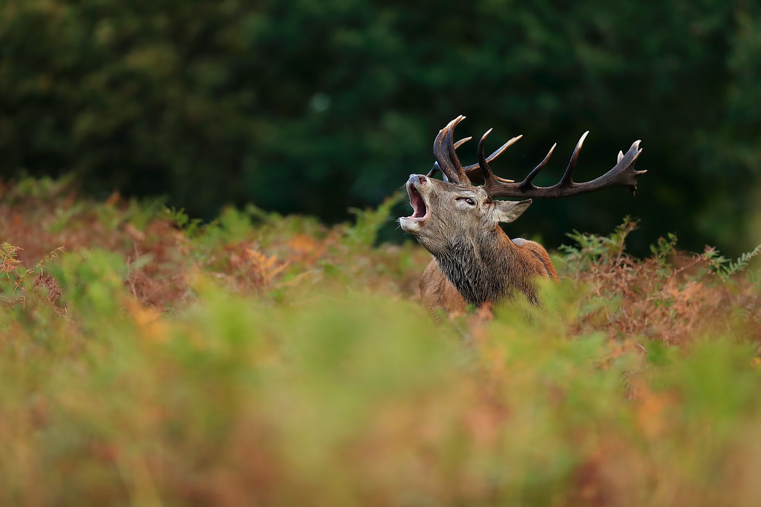 Red deer stag bellowing in the bracken, Richmond Park (Bret Charman)