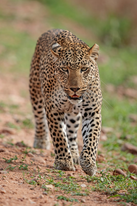 Leopard walking straight at us, South Luangwa National Park, Zambia by Bret Charman