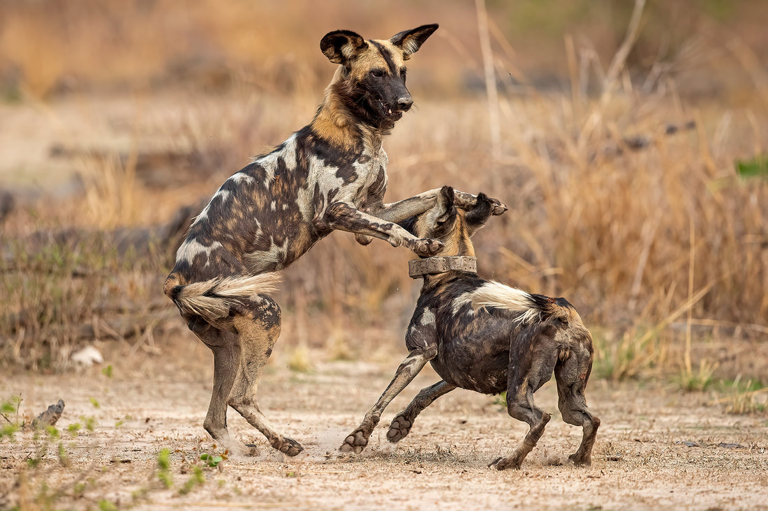 African wild dogs boxing, South Luangwa National Park by Bret Charman