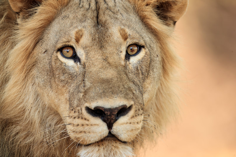 African lion portrait, South Luangwa National Park by Bret Charman