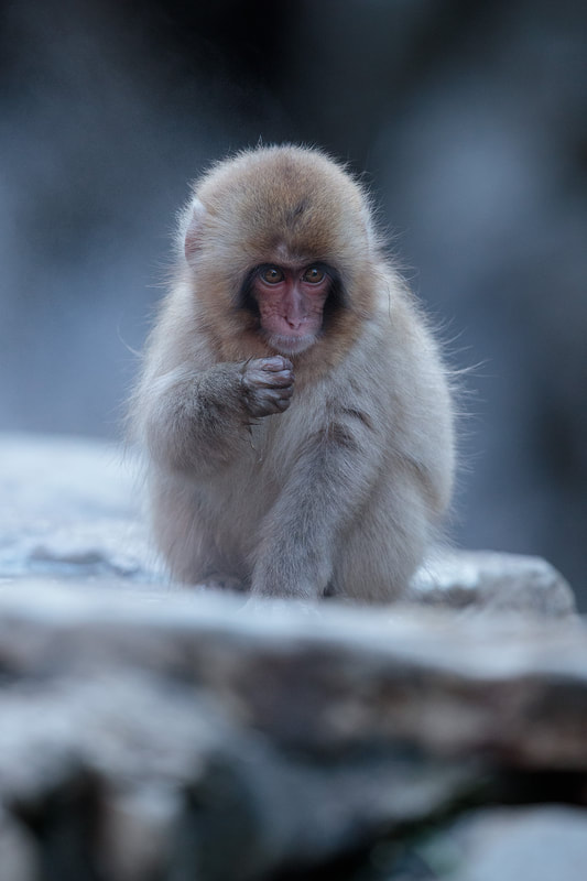 Japanese macaque juvenile, Honshu, Japan by Bret Charman