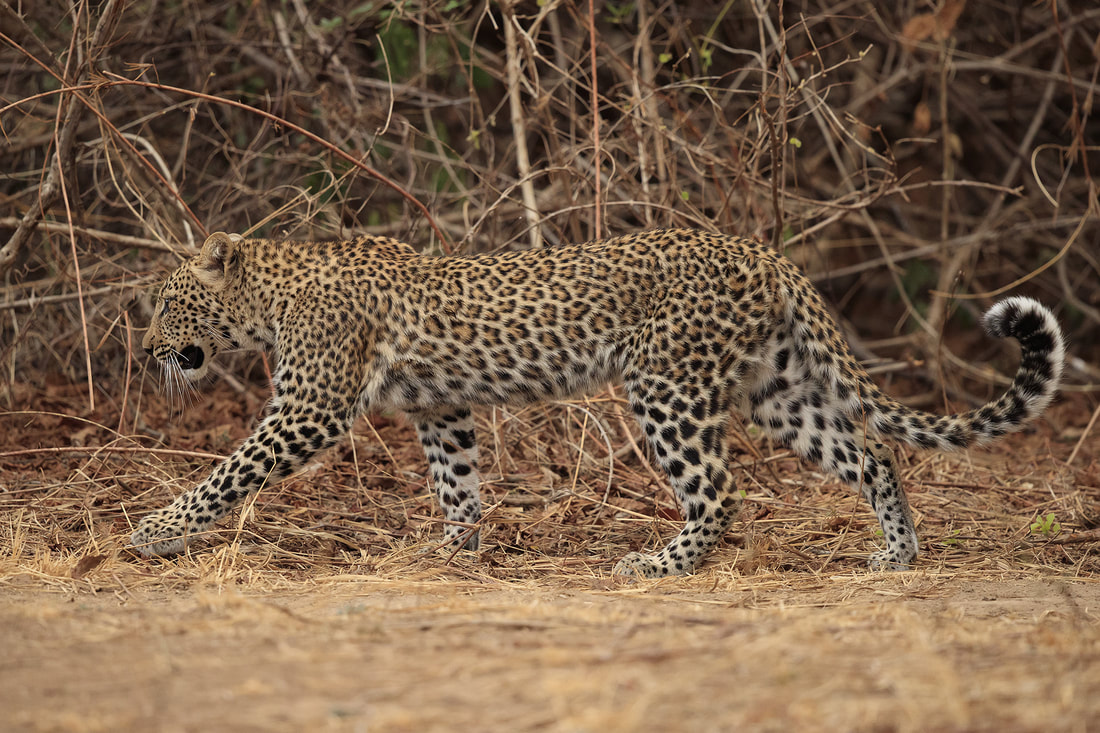 Young leopard walking, South Luangwa National Park by Bret Charman