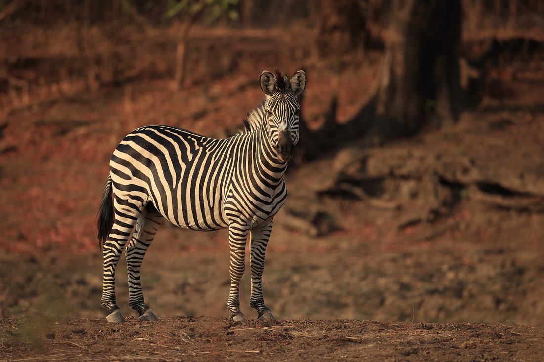 Crawshay's zebra, South Luangwa National Park by Bret Charman