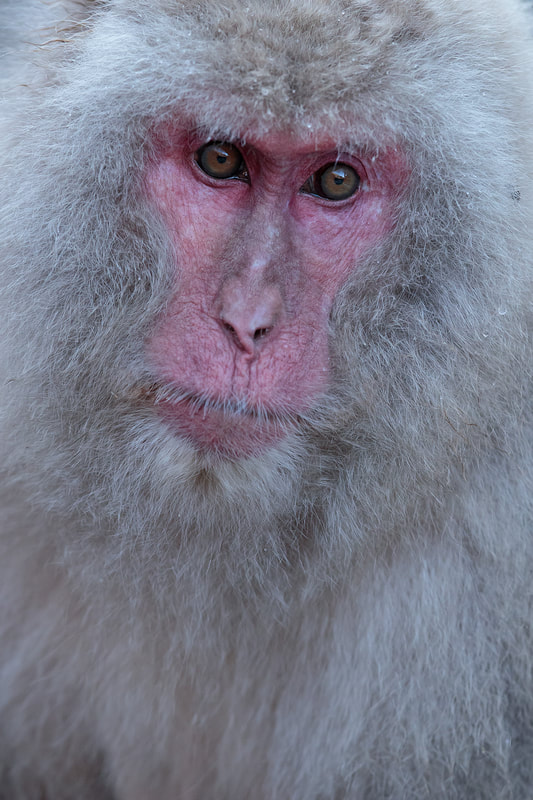 Japanese macaque portrait, Honshu, Japan by Bret Charman 