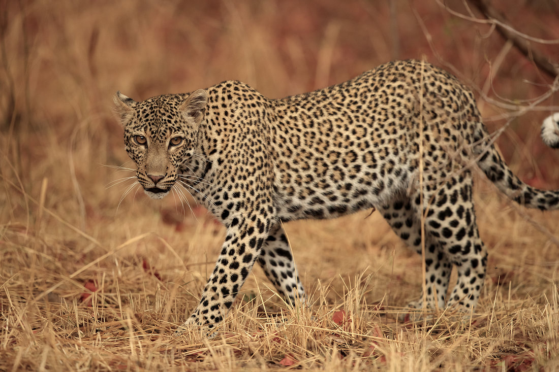African leopard, panthera pardus, South Luangwa by Bret Charman
