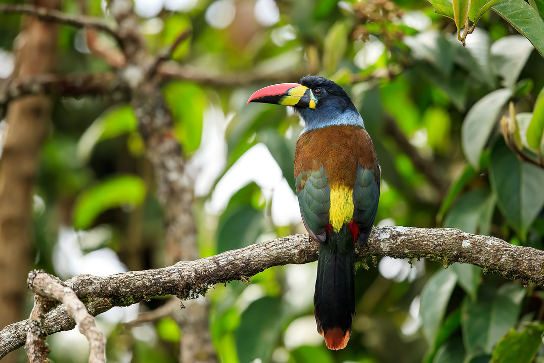 Grey-breasted mountain toucan on branch in canopy, Hacienda el Bosque, Colombia by Bret Charman