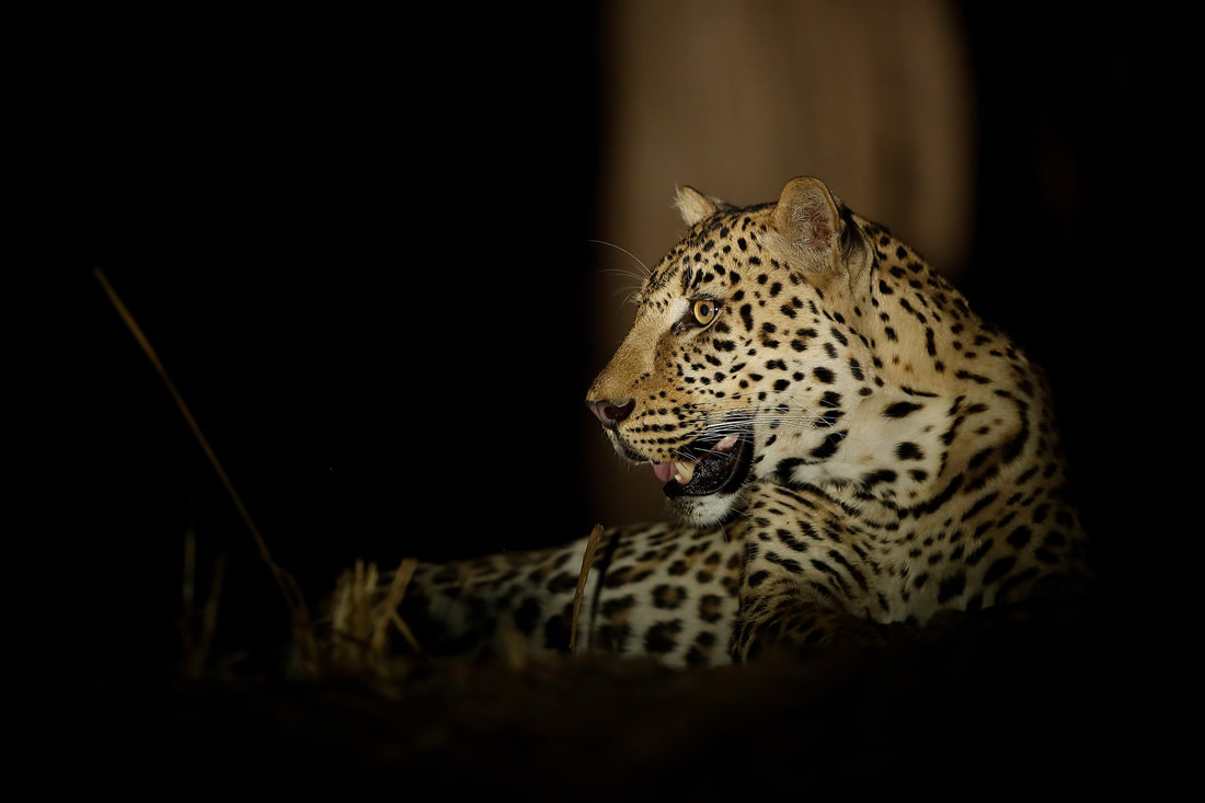 Leopard, South Luangwa National Park by Bret Charman