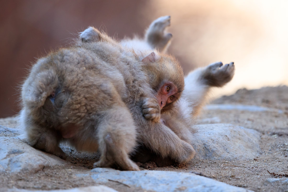 Japanese macaque juveniles play fighting, Honshu, Japan by Bret Charman
