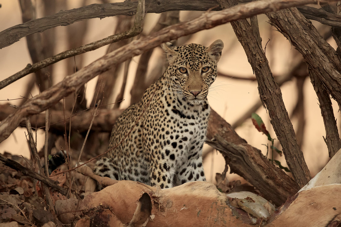 Leopard with an impala kill, South Luangwa, Zambia by Bret Charman