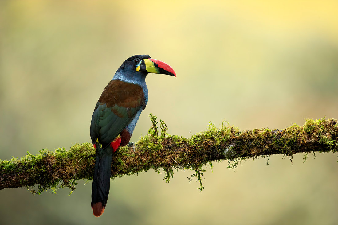 A perched grey-breasted mountain toucan near Manizales in Colombia