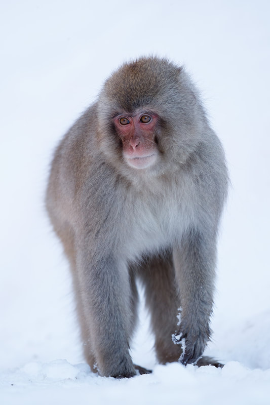 Japanese macaque in snow, Honshu, Japan by Bret Charman