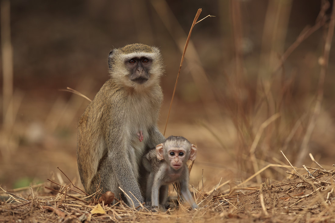 Vervet monkey and baby, South Luangwa National Park by Bret Charman
