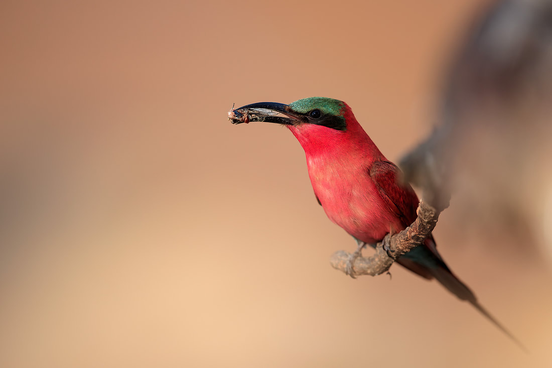Southern carmine bee-eater, South Luangwa National Park, Zambia by Bret Charman