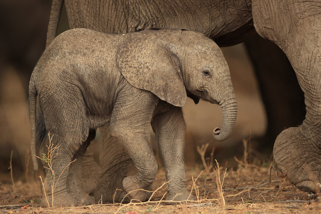 Baby elephant, South Luangwa National Park by Bret Charman