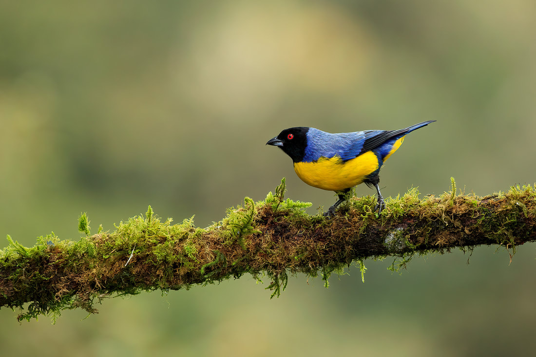 Hooded mountain tanager on mossy branch, Hacienda el Bosque, Colombia by Bret Charman