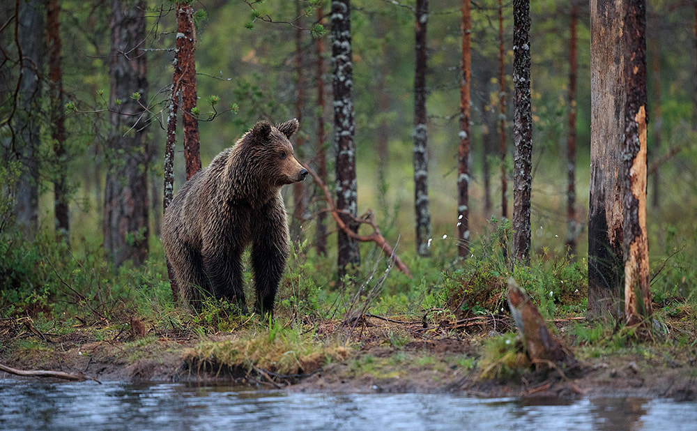 Brown bear by a small lake in Finland