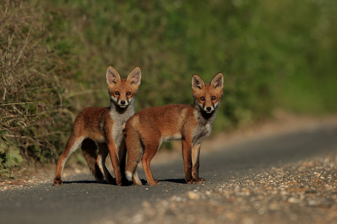 Fox cubs, Hampshire by Bret Charman