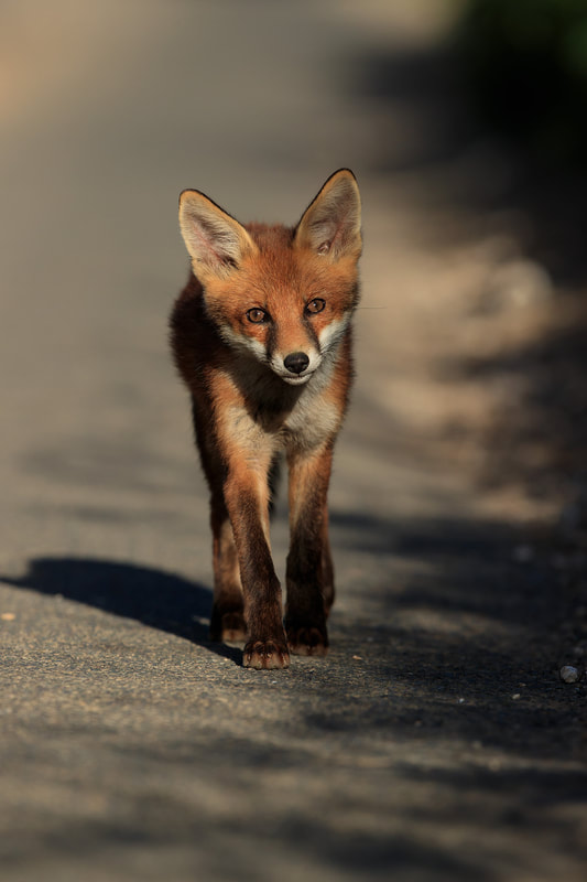 Fox cub portrait by Bret Charman