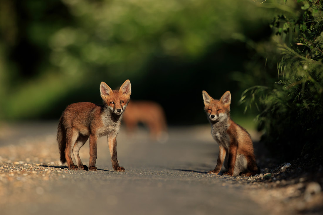 Fox cubs enjoying the evening sun by Bret Charman