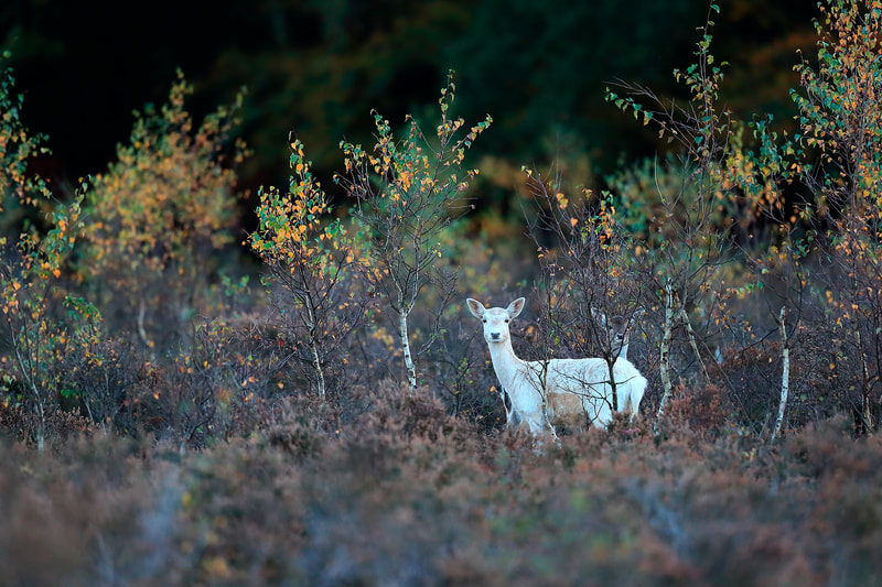 White fallow deer female in autumnal trees, New Forest National Park by Bret Charman