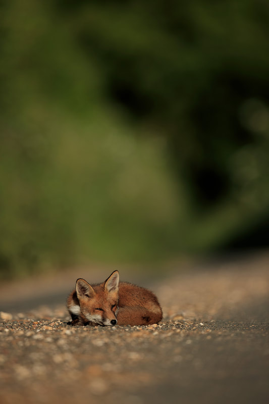 Fox cub sleeping in the road